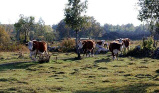 Finca Finca