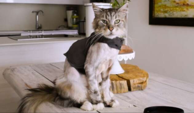Gato con marcapasos Gato con marcapasos