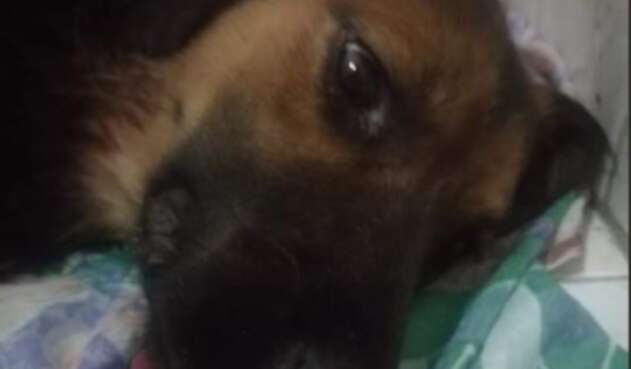 PERRO CRIOLLO