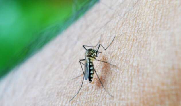 Mosquito Dengue