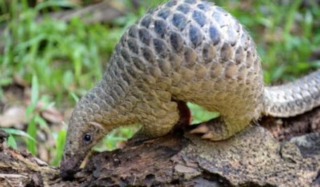 A este animal se le atribuye la transmisión de coronavirus