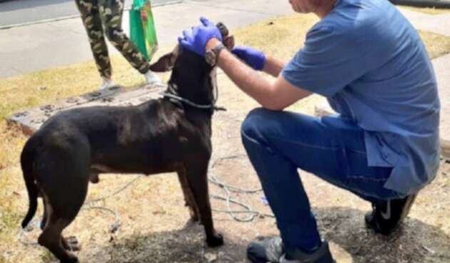 Lanzan un perro vivo desde un puente vehicular