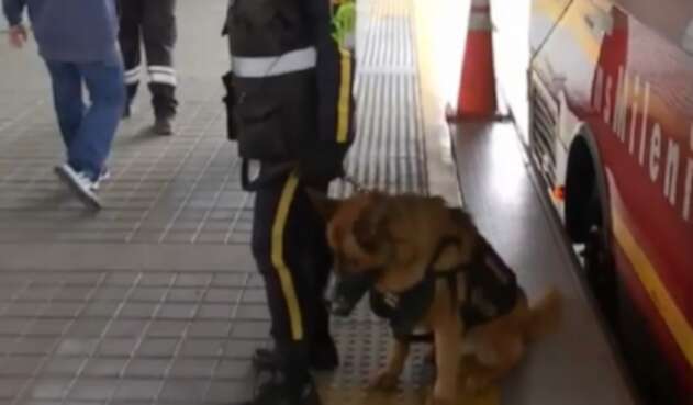 Perros anticolados de Transmilenio