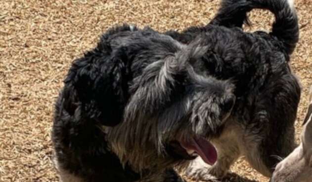 Rocky, el perro de Nairo Quintana
