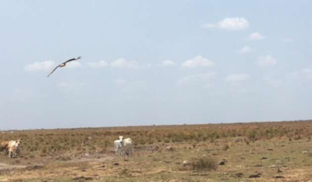 La Corporación Autónoma Regional de la Orinoquía (Corporinoquía) es clave para la protección ambiental. Sequía en los llanos orientales