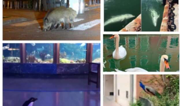 animales en las calles ante coronavirus