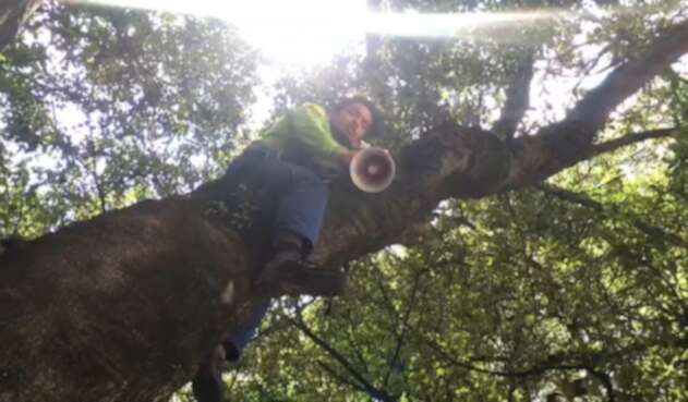 Hombre protesta contra licencias en le páramo de San Turbán, trepado en un árbol.