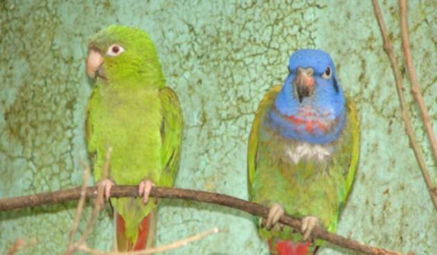 Loros