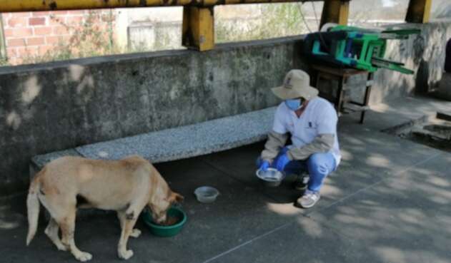 Entregan alimento a animales callejeros en Medellín.