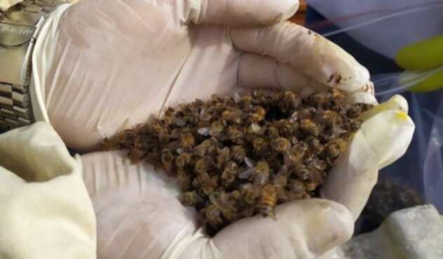 Preocupación en el Quindío por nuevos casos de mortandad de abejas