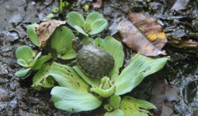 Tortuga hicotea.