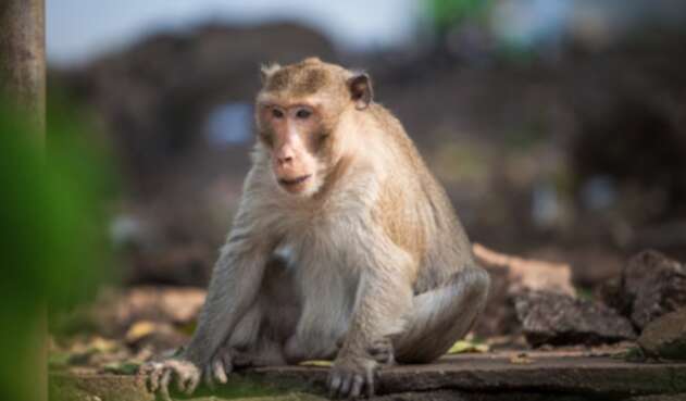 Monos