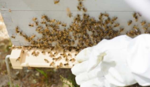Panal de abejas