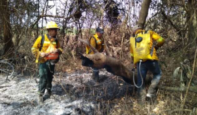 Incendio en Vía Parque Isla de Salamanca.