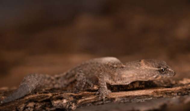 Lagarto más pequeño del mundo.