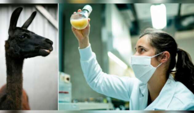 Llamas serían la clave para tratar el coronavirus Llamas serían la clave para tratar el coronavirus