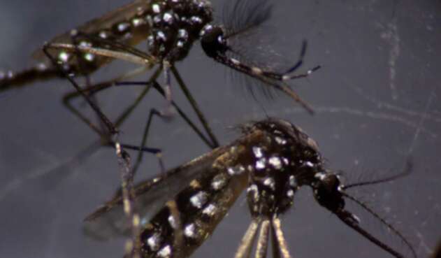 Mosquito tigre