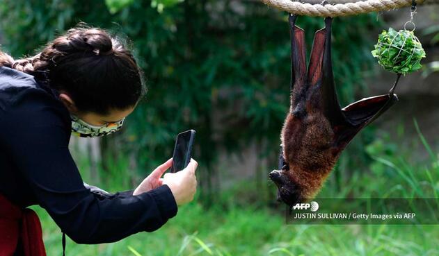 Estos oscuros mamíferos han vuelto a estar a la venta en los mercados de animales salvajes de la isla indonesia de Célebes.