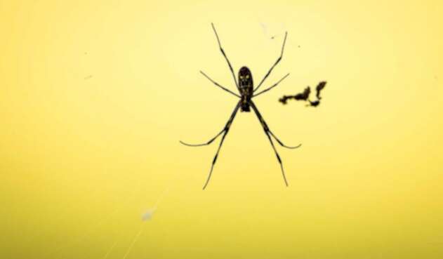 niños se hacen picar de araña para tener poderes de Spiderman