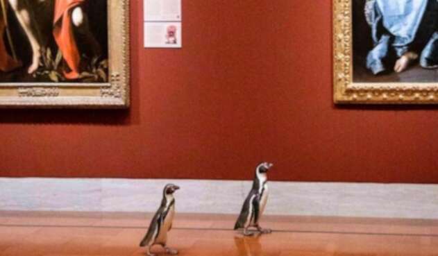 Pingüinos visitan museo y se sorprenden