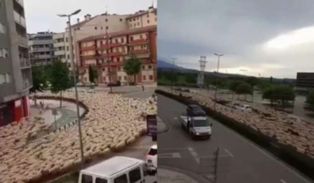 Río de ovejas invade una ciudad