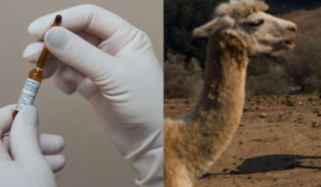 Científicos experimentan vacuna a Alpacas Científicos experimentan vacuna a Alpacas