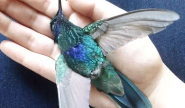 Colibrí muerto en la localidad de Kennedy.