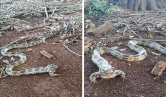Serpiente con patas
