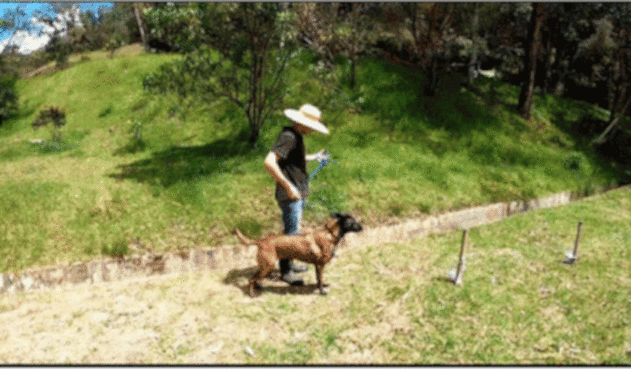Así fue el entrenamiento de los perros en El Retiro, Antioquia.
