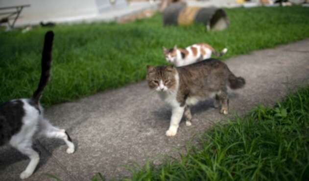 Gatos