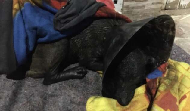 Perro Quemado