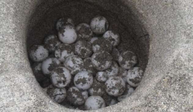 Nido de tortugas
