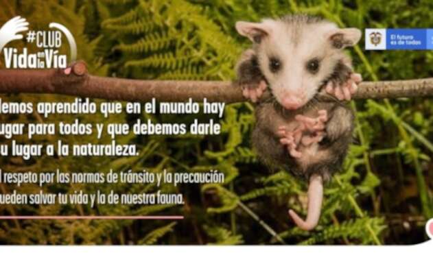 Fauna silvestre en las vías