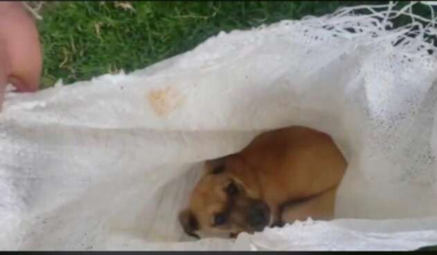 Perro maltratado y abandonado en Ubaté (Cundinamarca)
