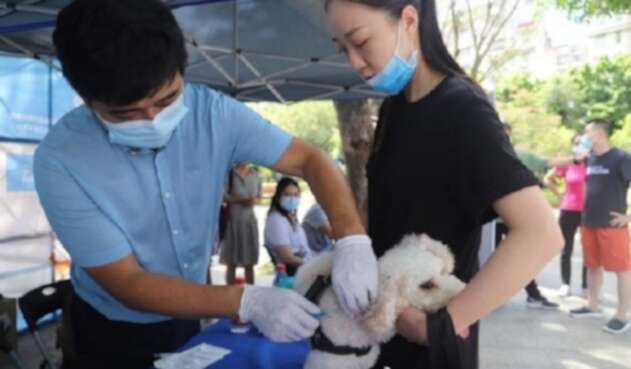En ciudad china obligarán implantar un microchip a los perros