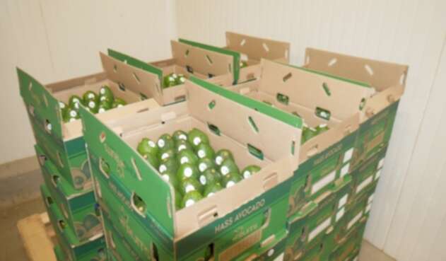 Aguacate, Puerto, Santa Marta, Exportación, Estados Unidos