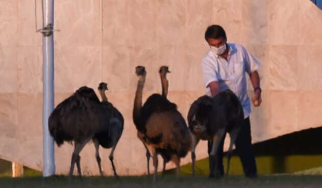 Bolsonaro mordido por un emu