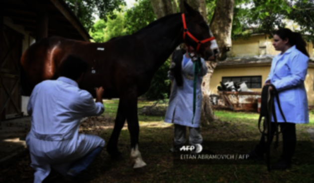 Argentina hace ensayos para el coronavirus con suero equino