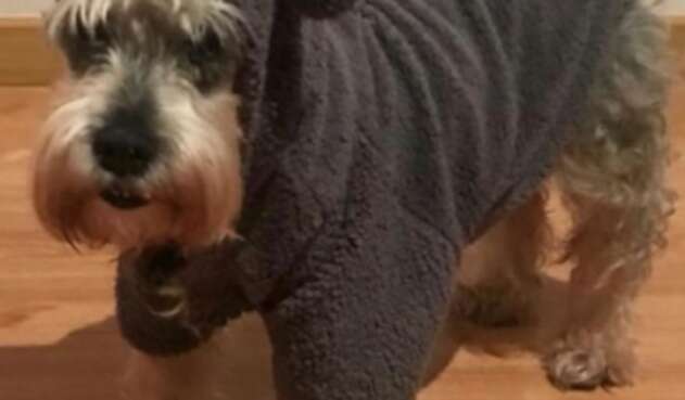 Perro Clifor