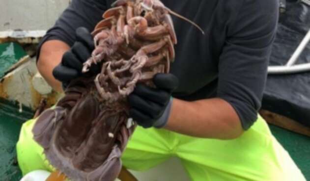 Descubren cucaracha gigante en el fondo del mar