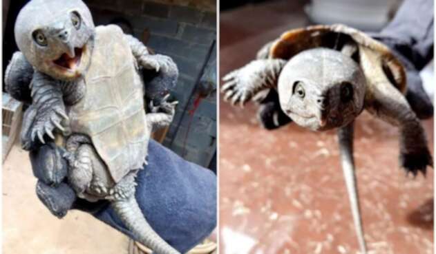 Encuentran extraña tortuga con pico y cola