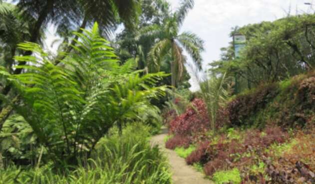 Jardín Botánico del Quindío.