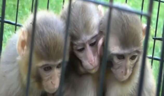 Monos protegen y abrazan a su hermano con Síndrome de Down