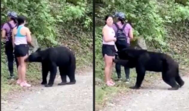 Oso ataca a turista