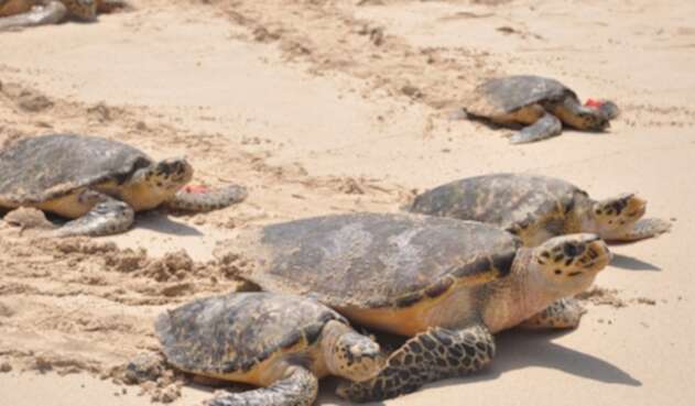 Tortuga Carey.