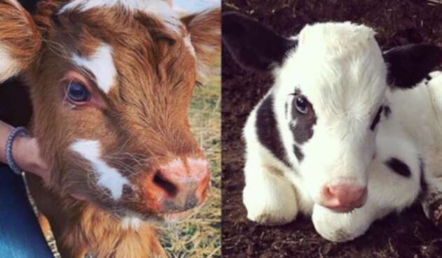 Vacas de peluche