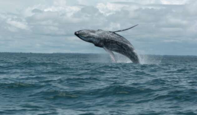Ballenas jorobadas