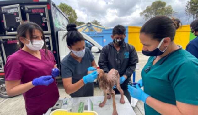 Más de veinte perros, gatos y palomas estaban cruelmente confinados en vivienda de Bogotá.