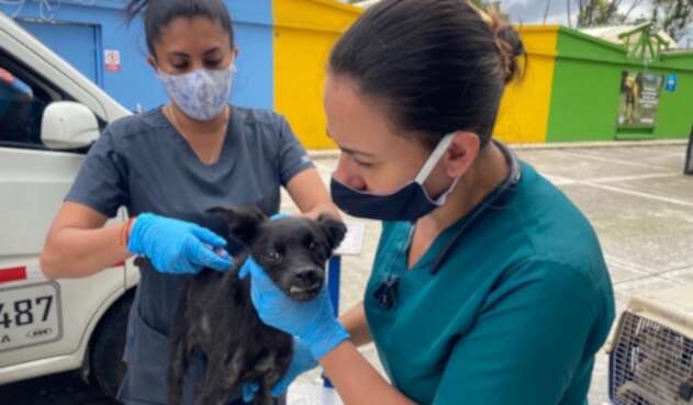 Más de veinte perros, gatos y palomas estaban cruelmente confinados en vivienda de Bogotá.