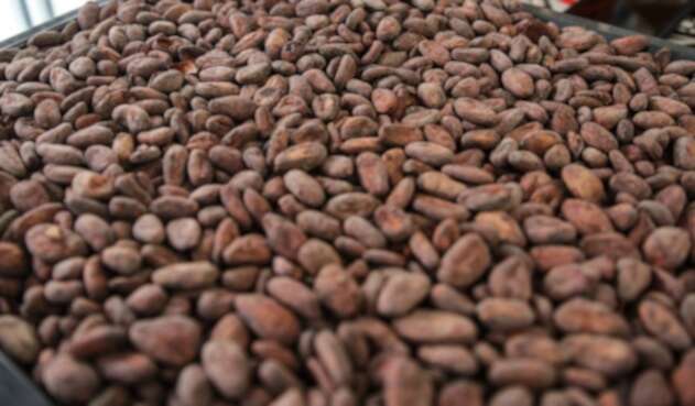 Granos de cacao Granos de cacao